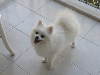 POMERANİAN OĞLUMUZA DİŞİ SEVGİLİ ARIYORUZ