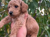 Birbirinden güzel maltipoo yavrularım için bana ulaşın