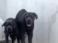 Cane Corso Yavrular Irk Sağlık Garantili