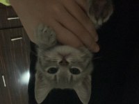 3 AYLIK DİŞİ YAVRU KEDİMİZ