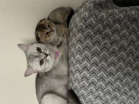 7 aylık scottish fold erkek