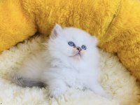 Maviş point British Longhair bebeklerim 