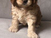 Cocker yavruları