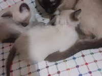 Siyam kedisi yavrularımız sahiplendirilecektir