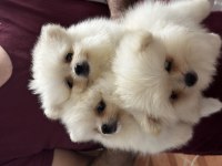Irk ve sağlık garantili pomeranian