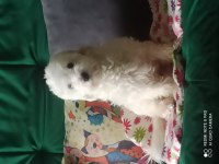 2.5 yaş terrier maltese dişi