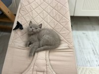3 Aylık British Lilac Erkek Yavru