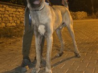 10 AYLIK ERKEK KANGAL ÇOK KALİTE