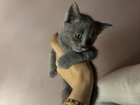 Gri british shorthair bebekler