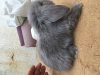 Hollanda Lop Tavşanı Blue