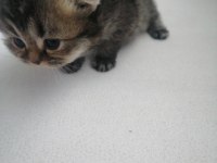1 aylık british shorthair yavrular için yeni yuva arıyoruz