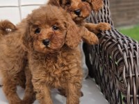 Eğitilebilir Toy Poodle Yavruları ile Evinize Neşe Katın