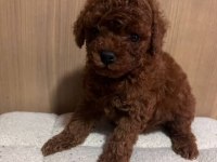 GERÇEK TEA CUP TEDDY RED BROWN POODLE BEBEKLER