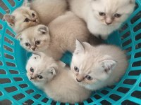 Scottish fold blue point & british shorthair 5 adet yavru