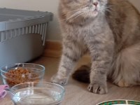 7 aylık scottish fold bebek için yuva aranıyor