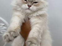 BRITISH LONGHAIR SILVER 4.5 AYLIK
