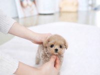 Pamuk yavrumuz maltipoo