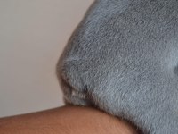 BLUE FRENCH BULLDOG YAVRULARI EN İYİ RENK SKADASI