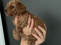 Dişi 0 numara toy poodle bebeği