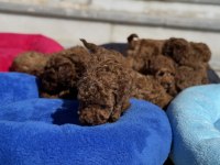 Show kalite redbrown kore toy poodle yavrular