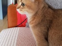 British shorthair golden