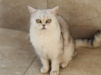 British Shorthair kedimize yuva arıyoruz