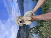 Baby Face Golden Retriever Bebek Yüzlü Yavrular