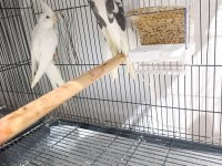 2 adet hazır erkek sultan papağanı