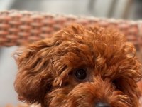 5 tane miniş toy poodle