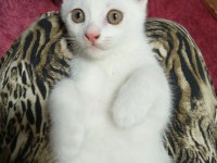 Yavru Scottish Fold