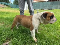 Erkek yetişkin ingiliz bulldog