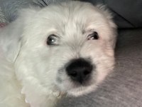 Terrier 2.5 aylık