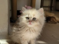 Harika British longhair Golden yavrularımız