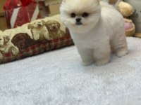Irk Ve Sağlık Garantili Pomeranian Yavrularımız