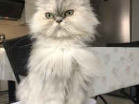 Chinchilla Dişi Kedimiz