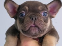 Choco Tan İsabella Carrier Dişi French Bulldog İzmir