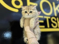 BRİTİSH SHORTHAİR GOLDEN KEDİMİZ