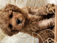 Veteriner teknikerinden toy poodle