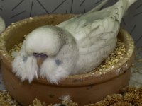 Show Jumbo Muhabbet Kuşu