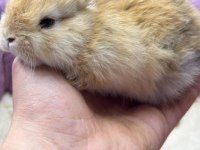 CÜCE NETHERLAND DWARF TAVŞAN