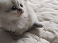 Mavi gözlü british longhair bebekler