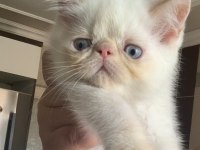 Doll face gerçek safkan KremPoint erkek Kedimiz