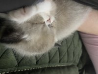İran Persian blue point