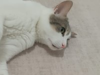 Ücretsiz kedi sahiplendirme