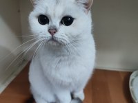 Şecereli genç damızlık british shorthair dişiler