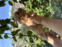 ŞAMPİYONUN AMERİCAN COCKER TORUNLAR