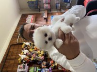 En Zarif Haliyle Pomeranian Boo Bebekler