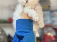 British longhair pamuk şekerler ailelerini arıyor