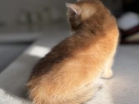 Ny11 Golden Harika Kalite Golden British Shorthair