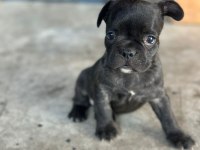 French Bulldog bebeklerimiz yeni ailelerine gitmeye hazır